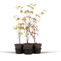 4x Japanese maple Acer palmatum - Mix 'Colorful Leaves' Orange-Purple-Green-Red - Hardy plant