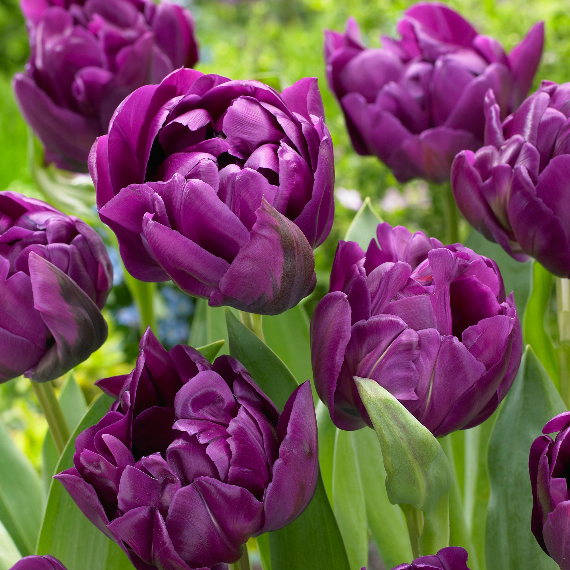 Buy 18x Tulips Tulipa 'Negrita Double' purple | Bakker.com