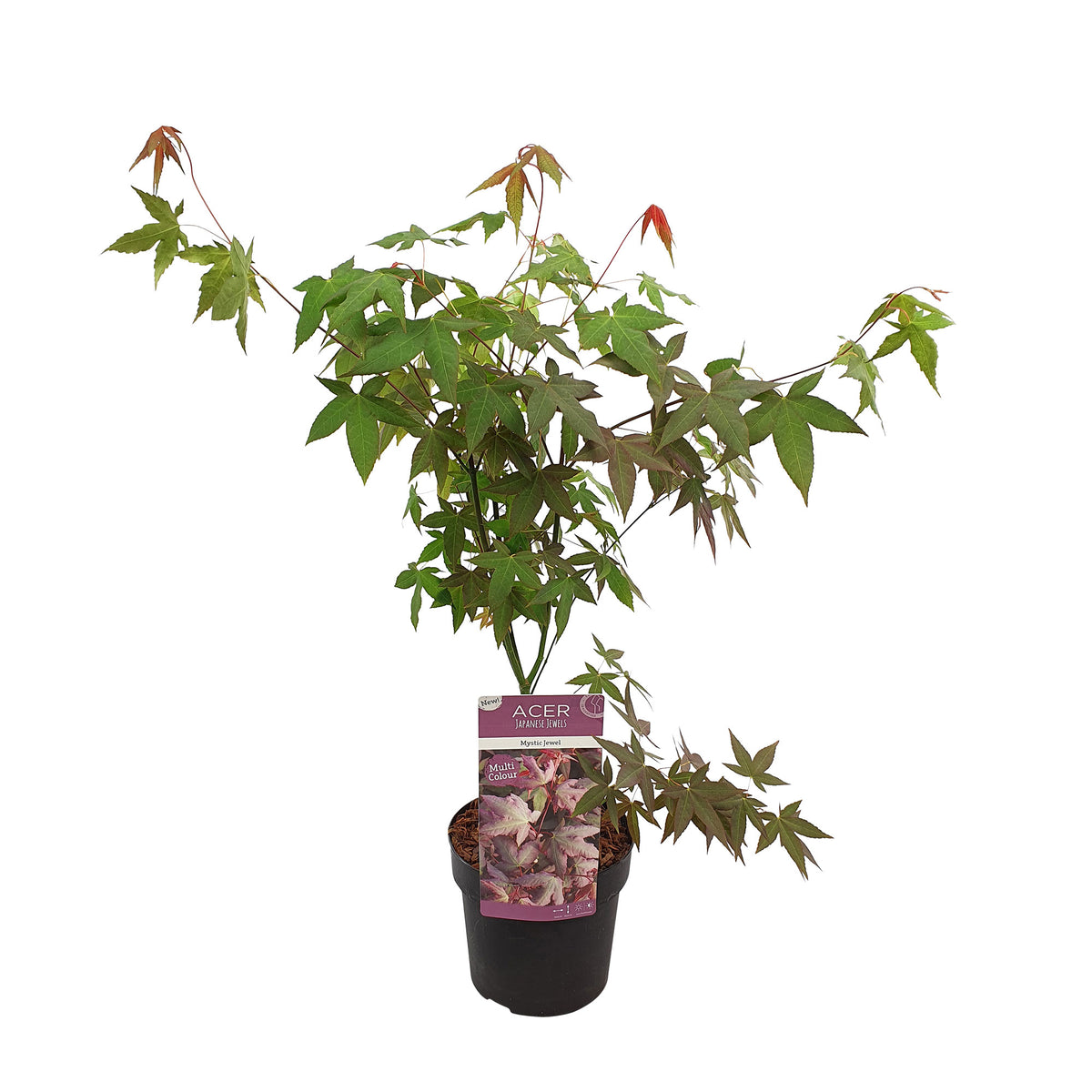 Japanese maple Acer 'Mystic Jewel' purple-green-orange - Hardy plant