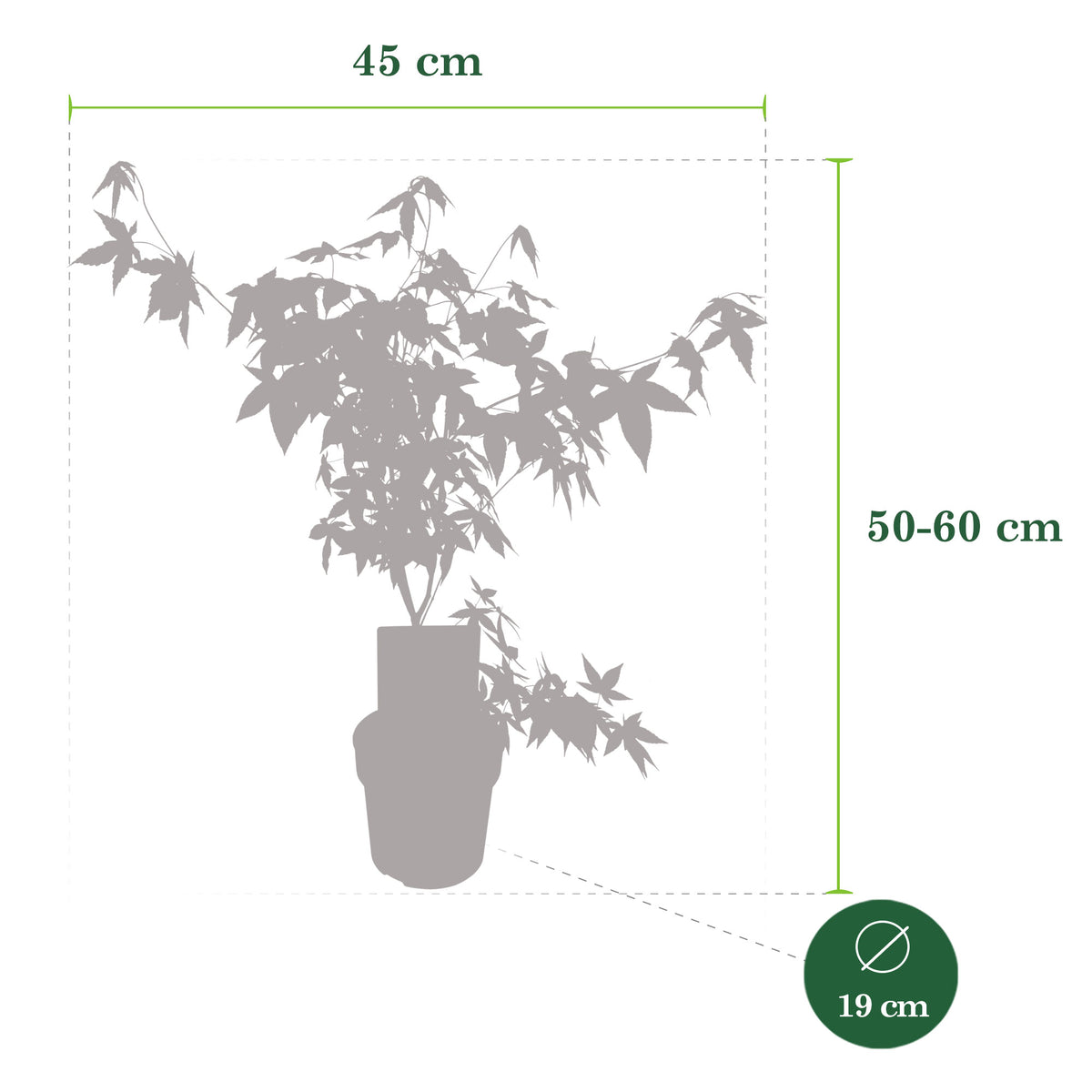 Japanese maple Acer 'Mystic Jewel' purple-green-orange - Hardy plant