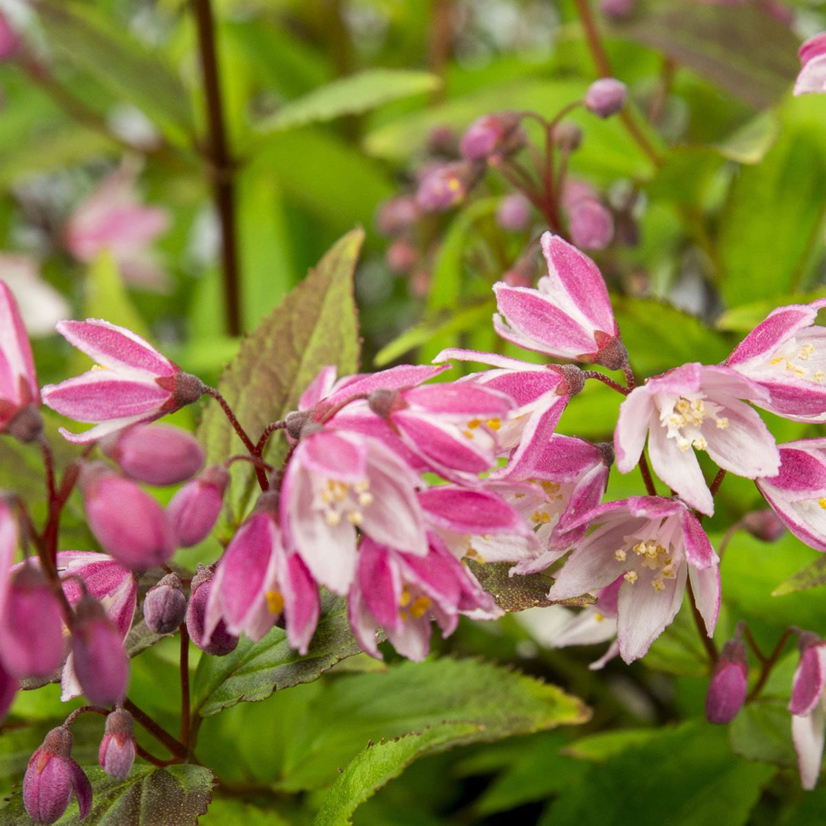 Madagascar jasmine Deutzia 'Yuki Cherry Blossom' pink - Hardy plant
