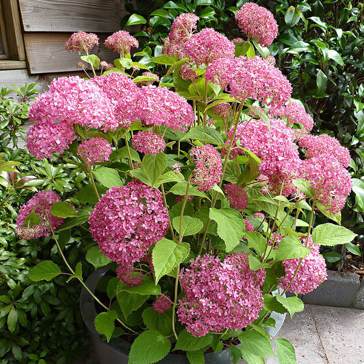 Hydrangea 'Pink Annabelle' Pink - Hardy plant