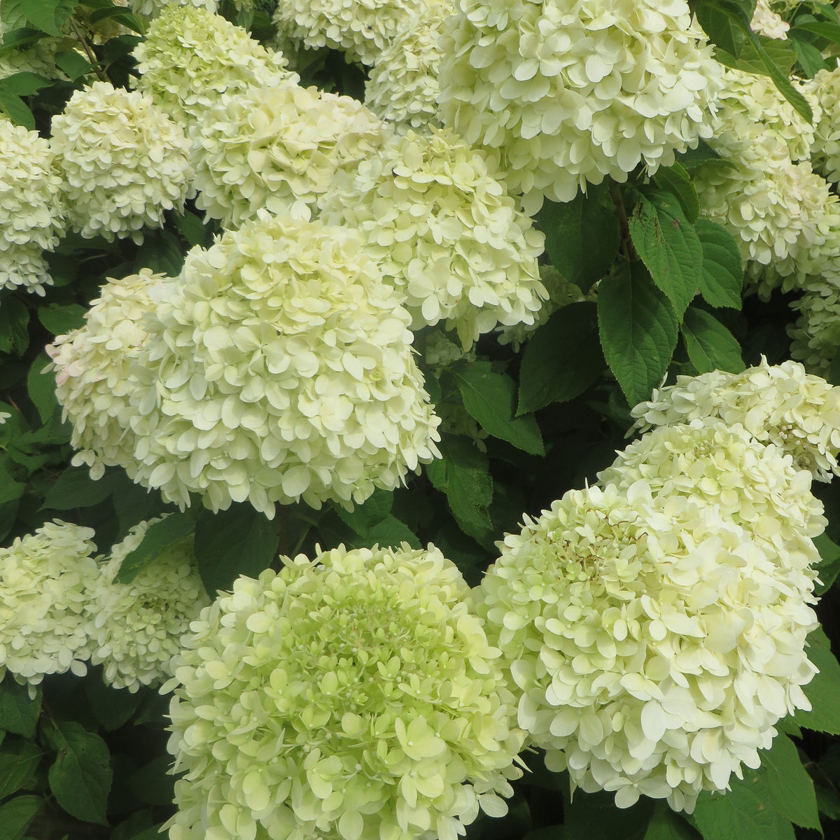 Panicle Hydrangea 'Little Lime'® White - Hardy plant