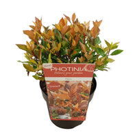 Photinia Photinia 'Chico' green-red - Hardy plant