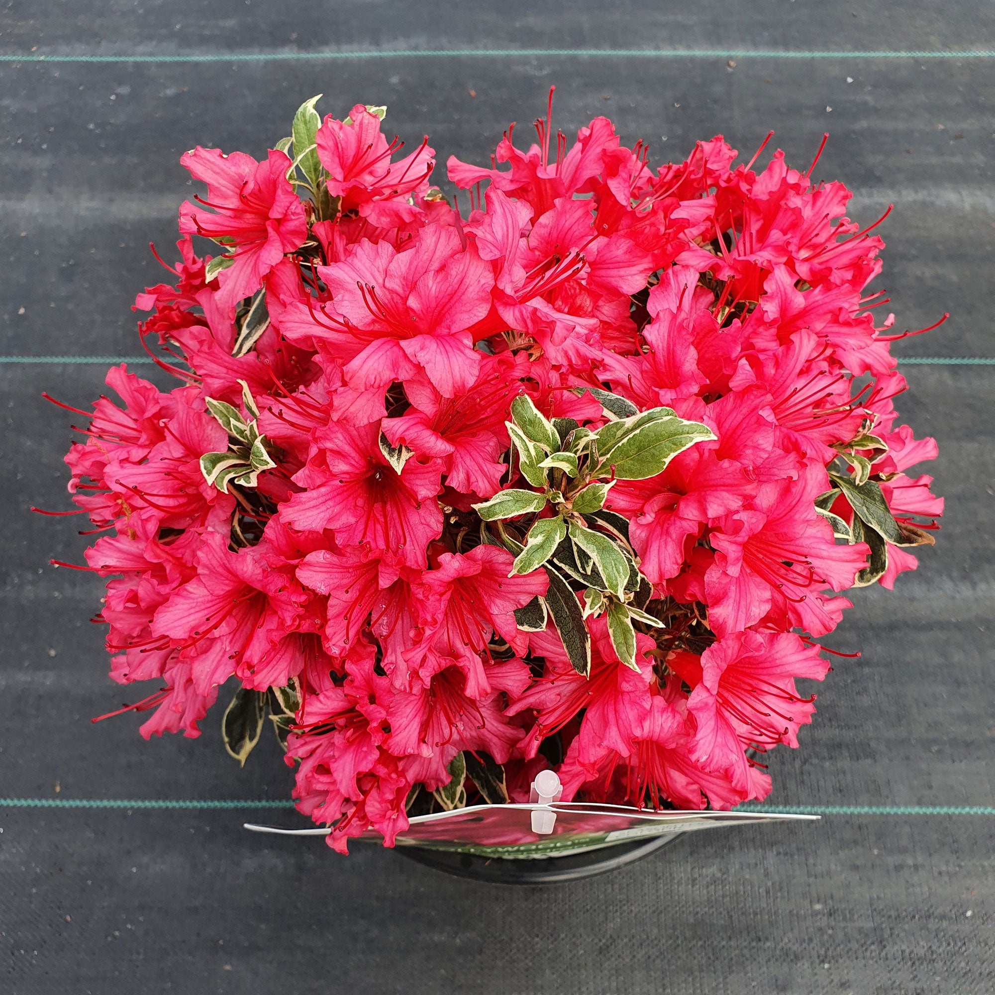 Rhododendron 'Bollywood' pink