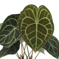 Velvet Cardboard Anthurium clarinervium