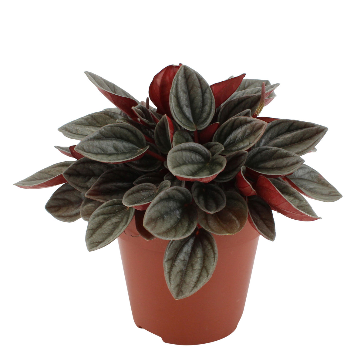 Peperomia santorini grey-pink