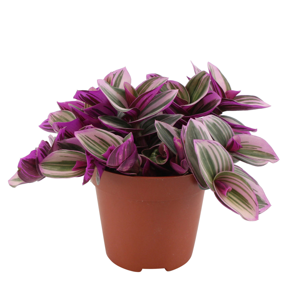 Spiderwort Tradescantia 'Nanouk'