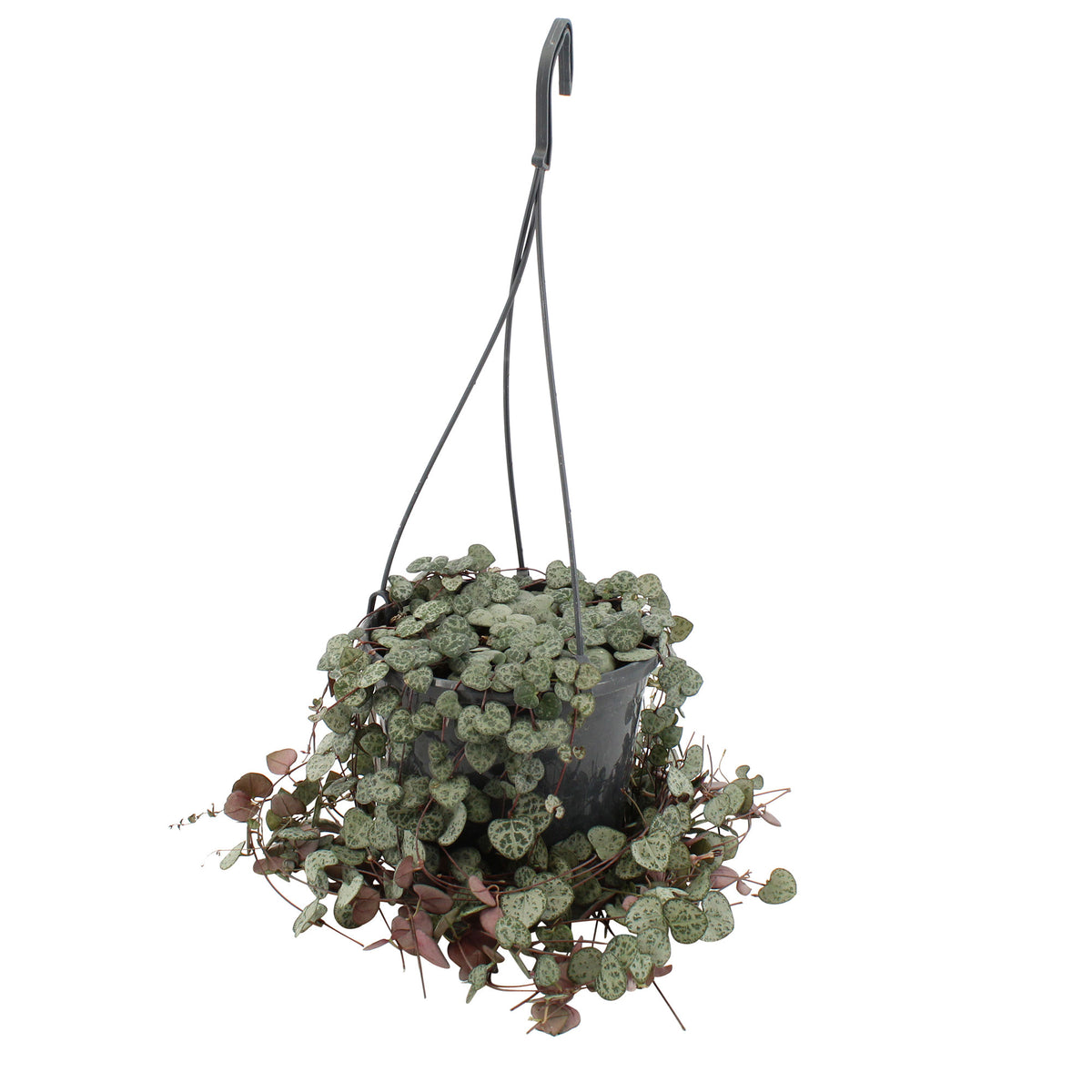 Chain of hearts Ceropegia woodii pink - Hanging plant