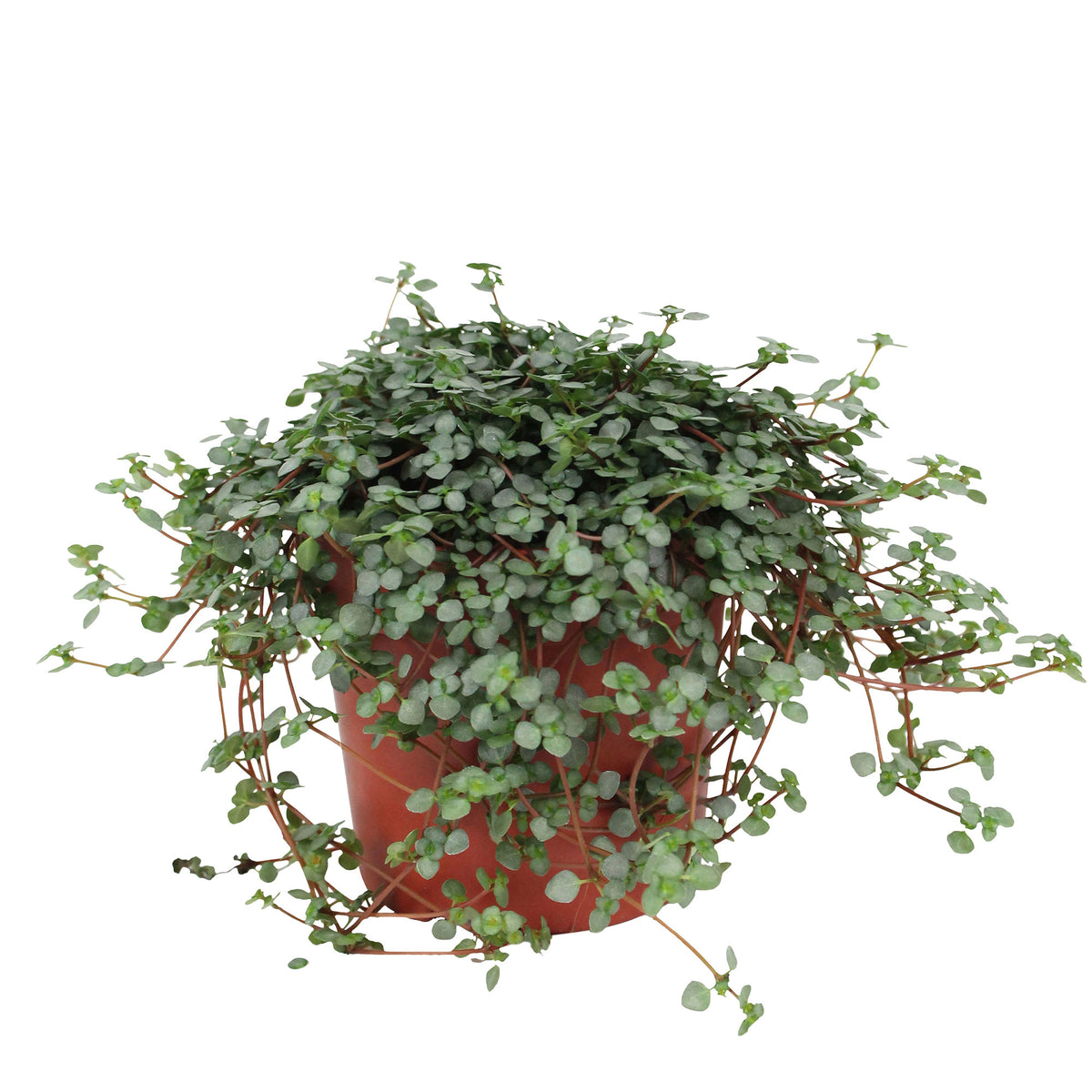 Pilea glauca