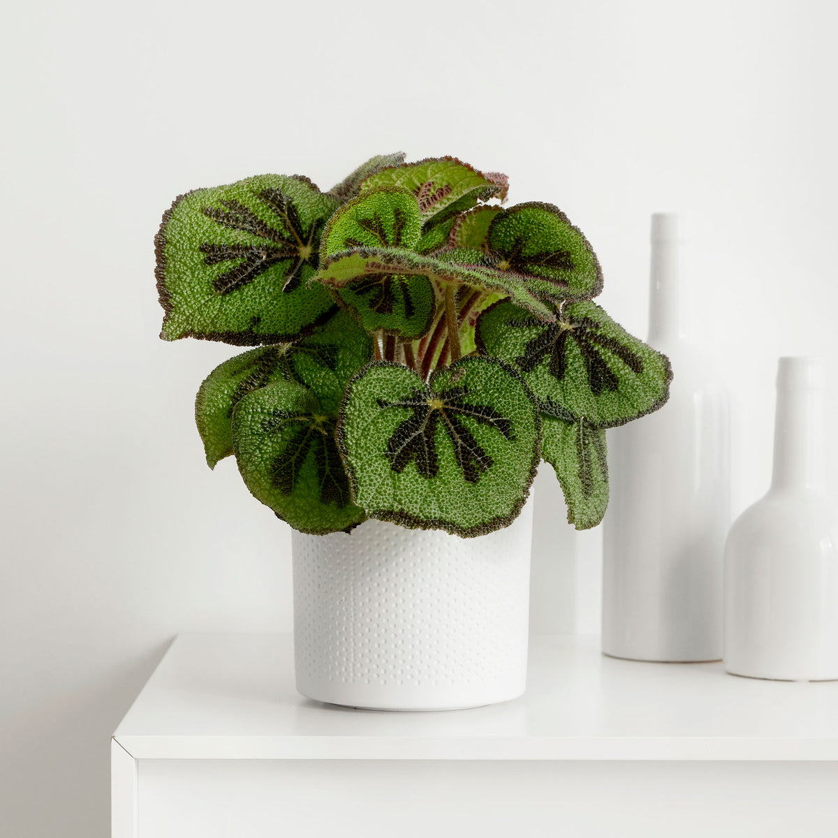 Painted-leaf Begonia masoniana