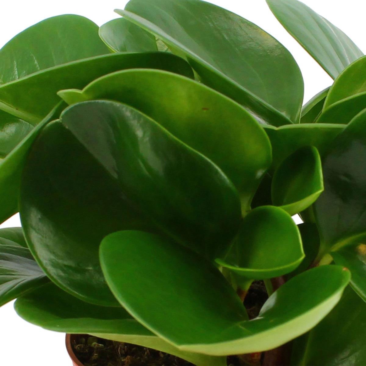Baby rubber plant Peperomia obtusifolia