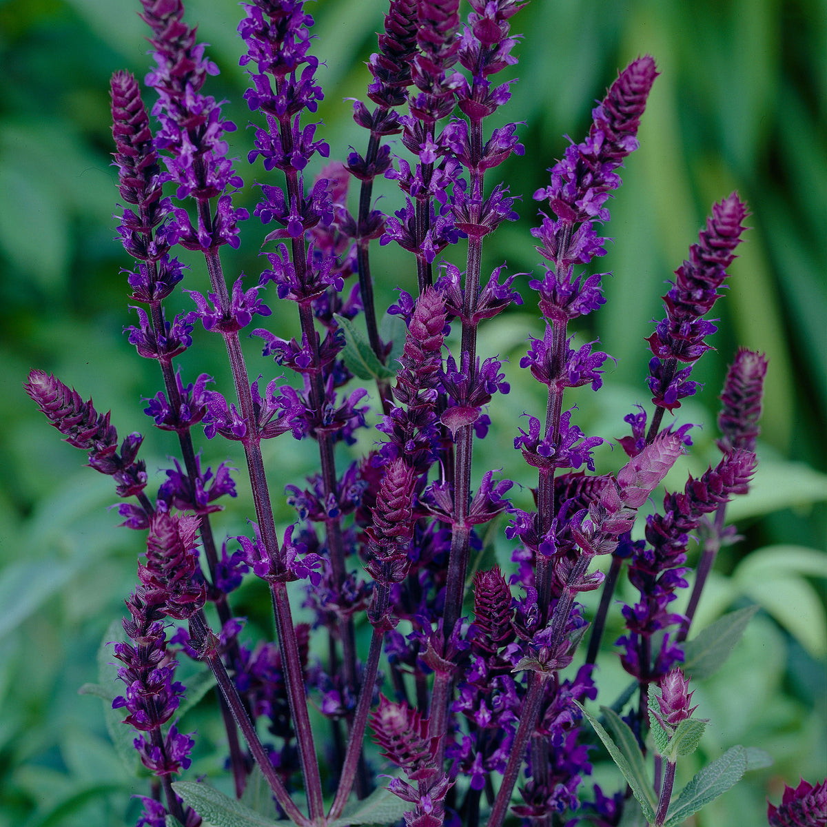 Salvia Blue 'Caradonna' - Hardy plant