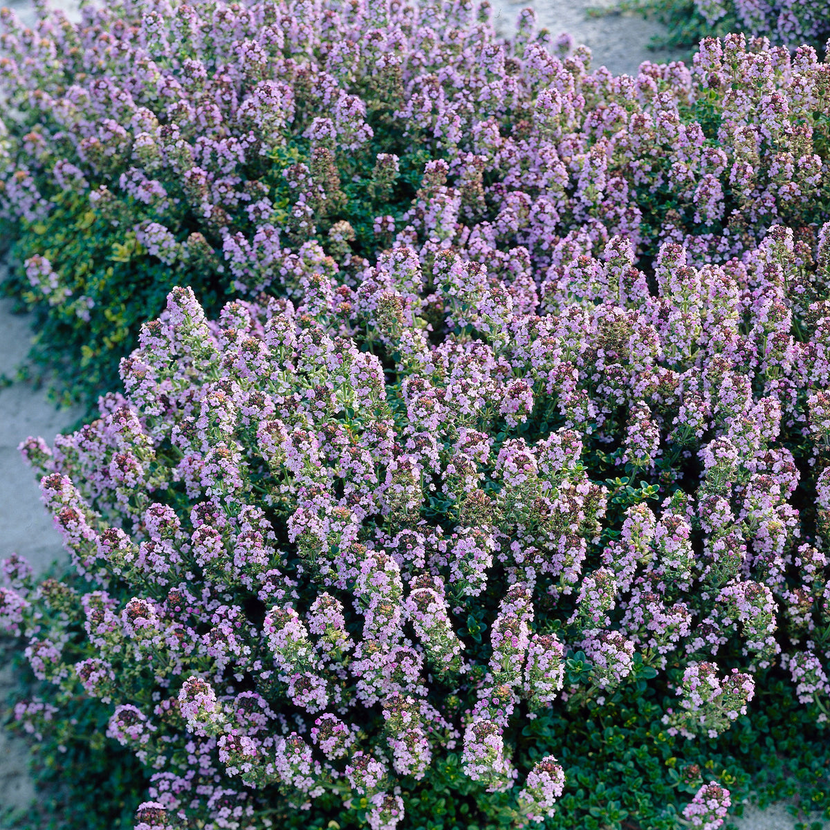 6x Lemon thyme Thymus 'Doone Valley' pink - Hardy plant