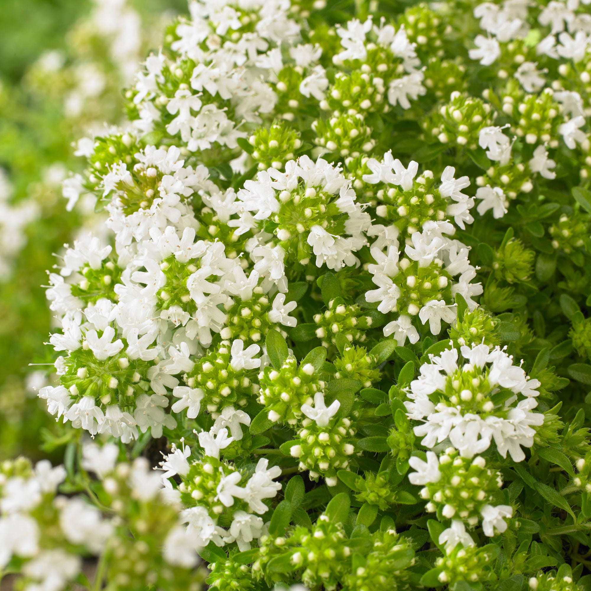 THYME WHITE