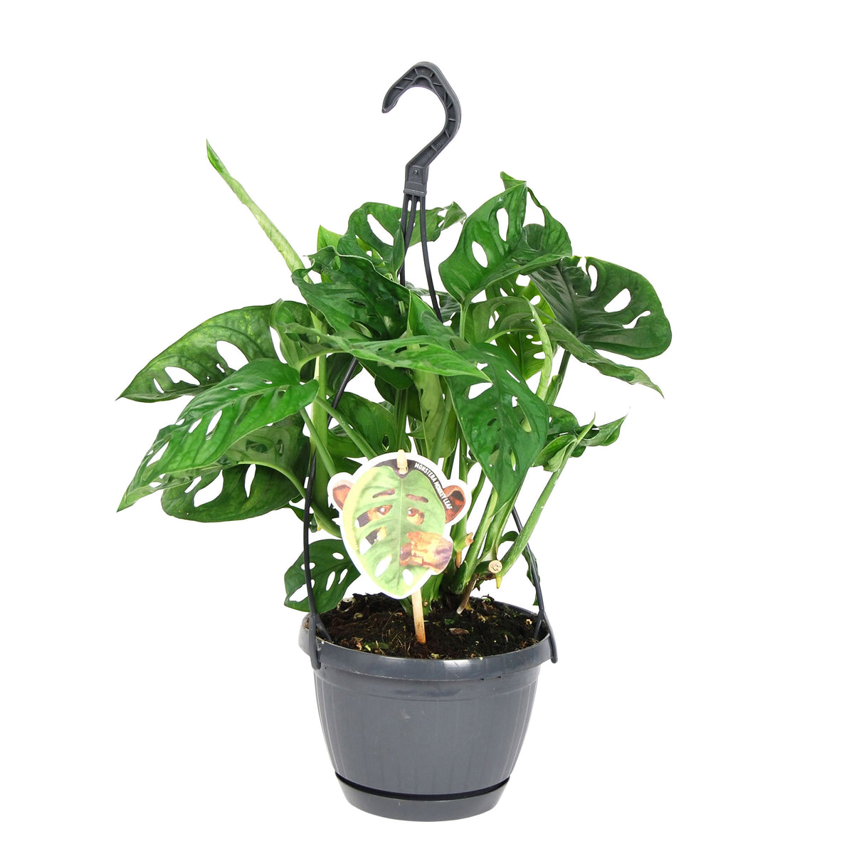 Swiss cheese plant Monstera 'Monkey Leaf' green including hanging planter - Hanging plant
