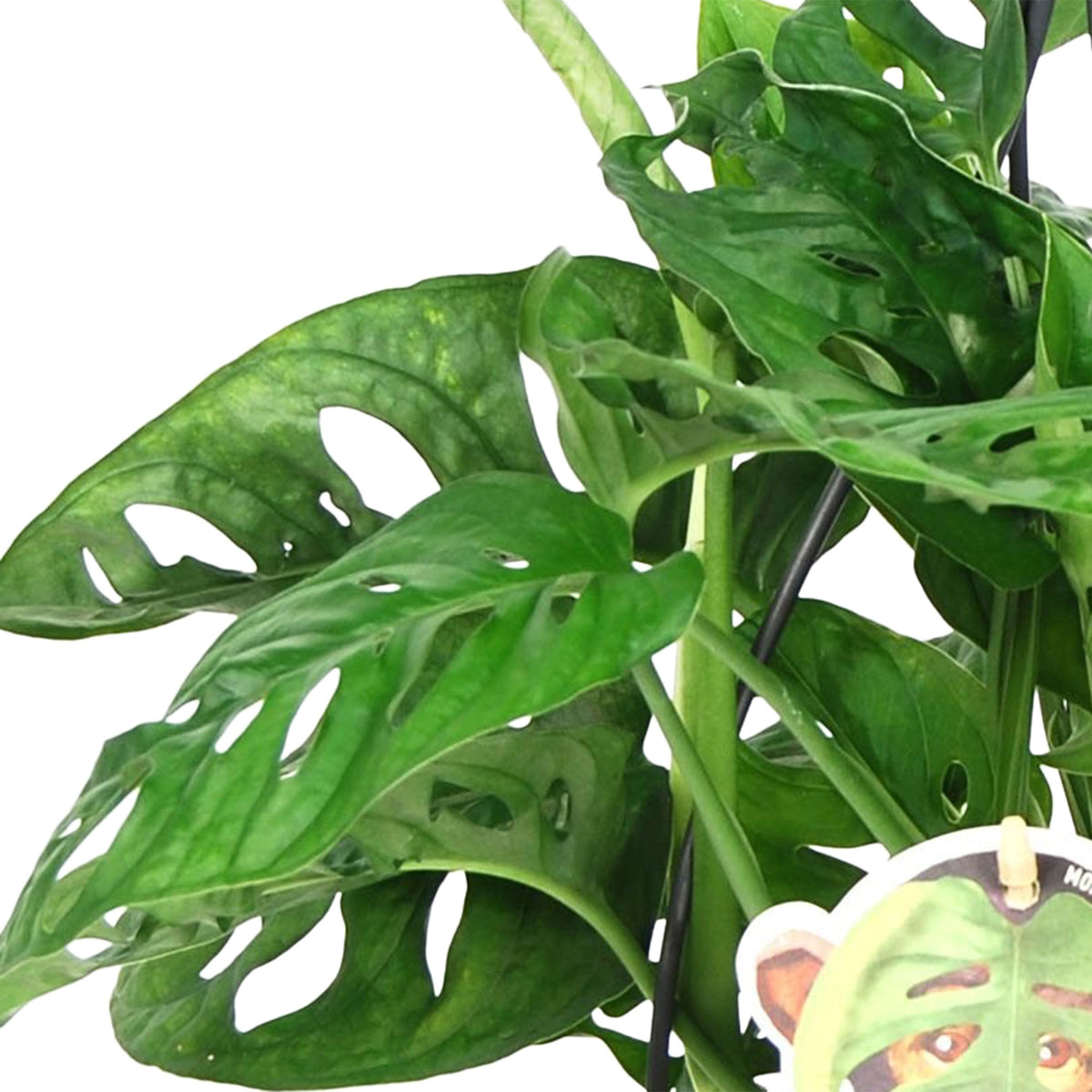 Swiss cheese plant Monstera 'Monkey Leaf' green including hanging planter - Hanging plant