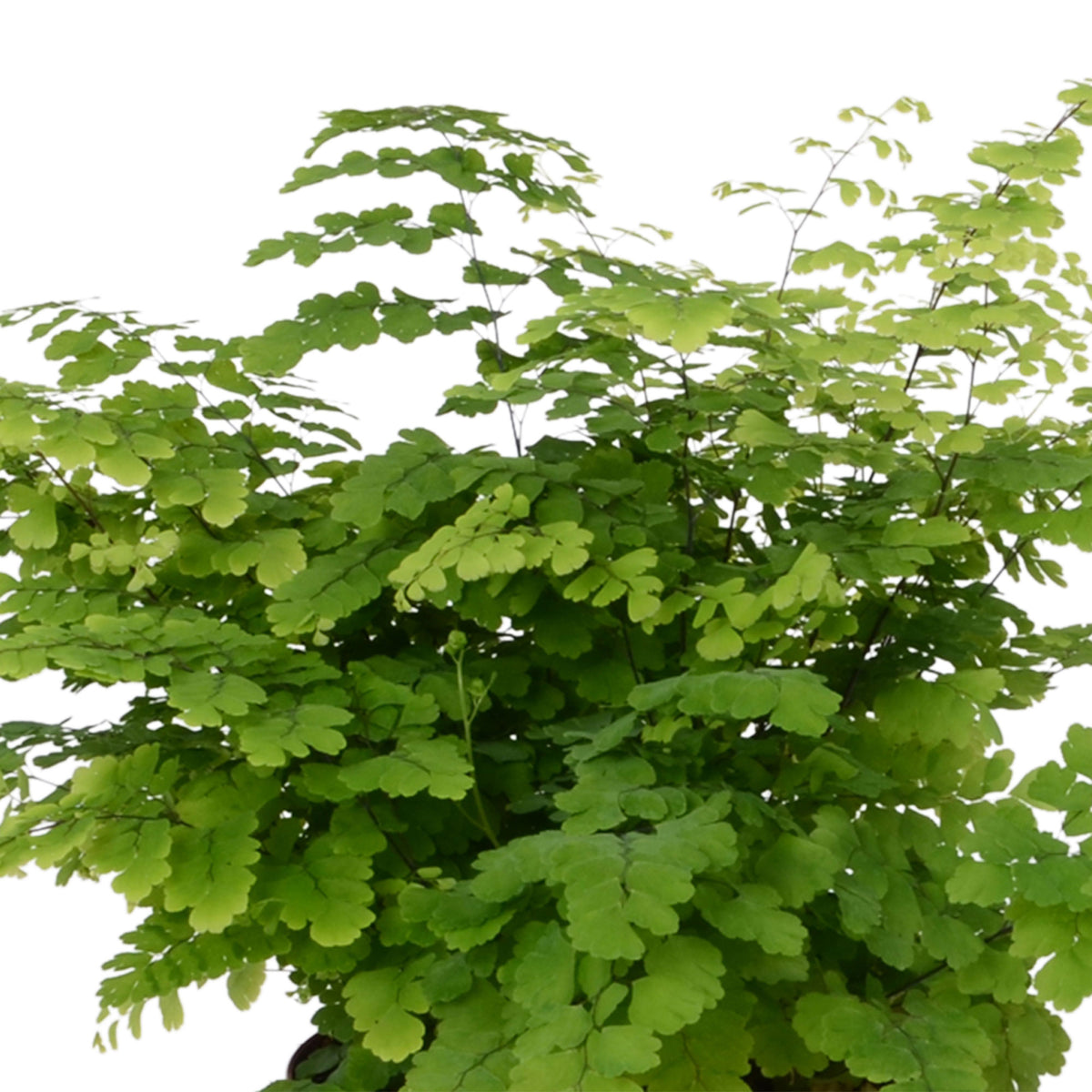 2x Delta Maidenhair Adiantum 'Fritz Luthi'