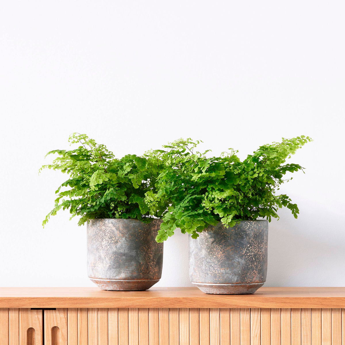 2x Delta Maidenhair Adiantum 'Fritz Luthi'