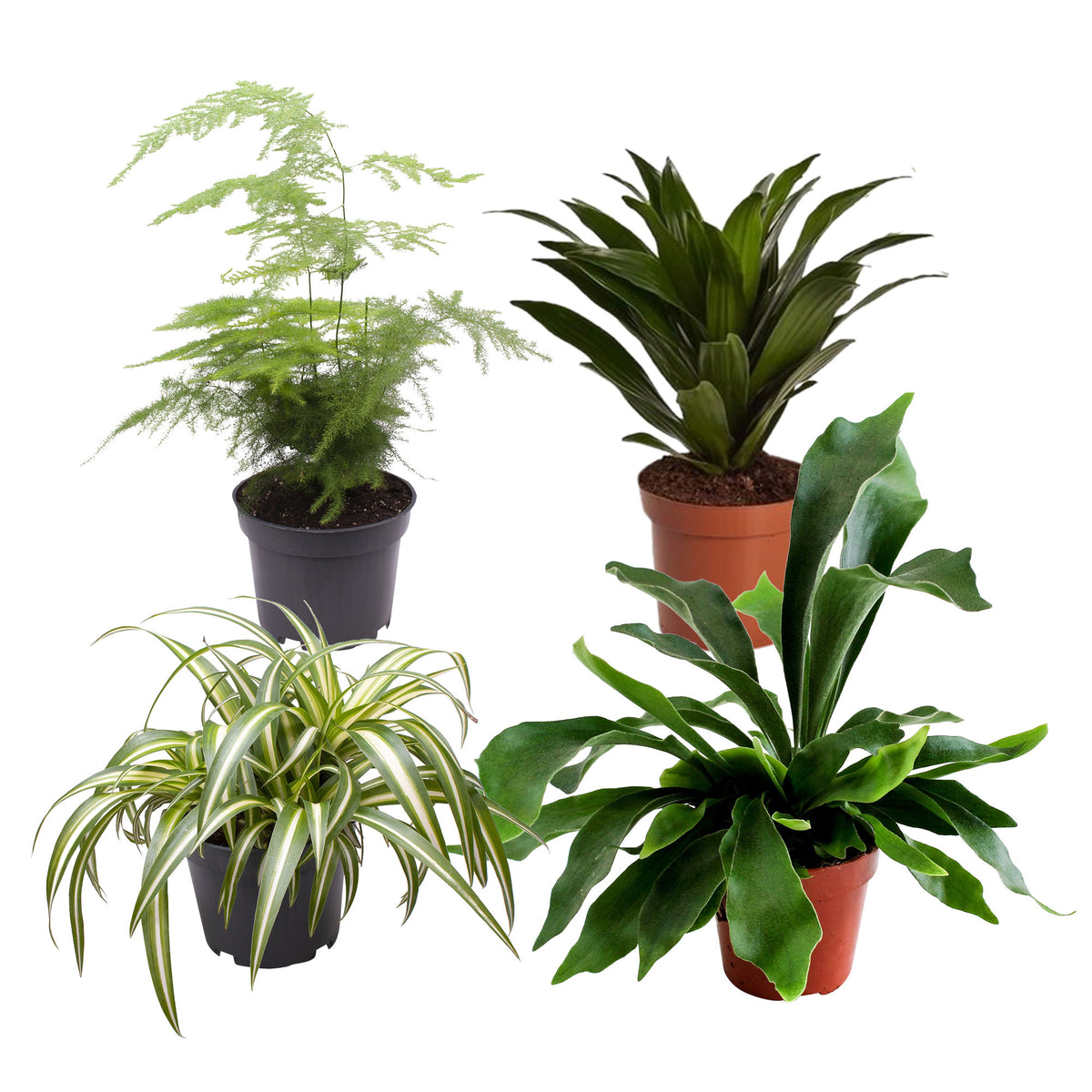 4x Green houseplants — Mix 'Gorgeous Green'