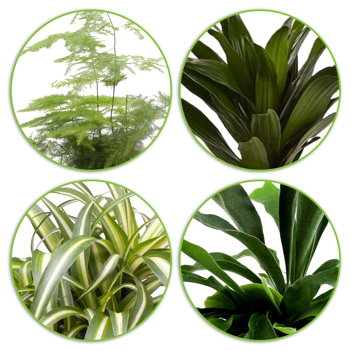 4x Green houseplants — Mix 'Gorgeous Green'