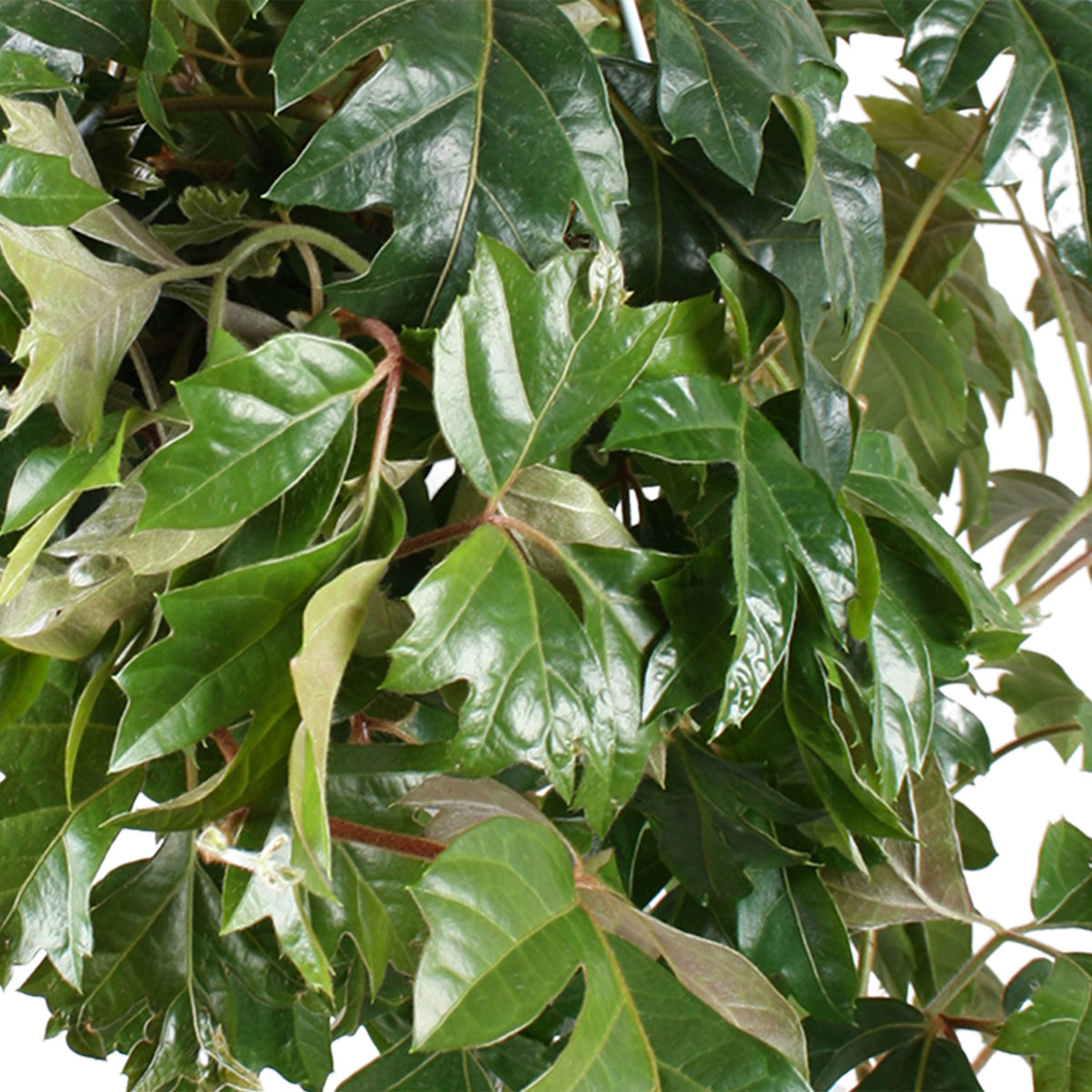 Grape ivy Cissus 'Ellen Danica' incl. plastic hanging pot - Hanging plant