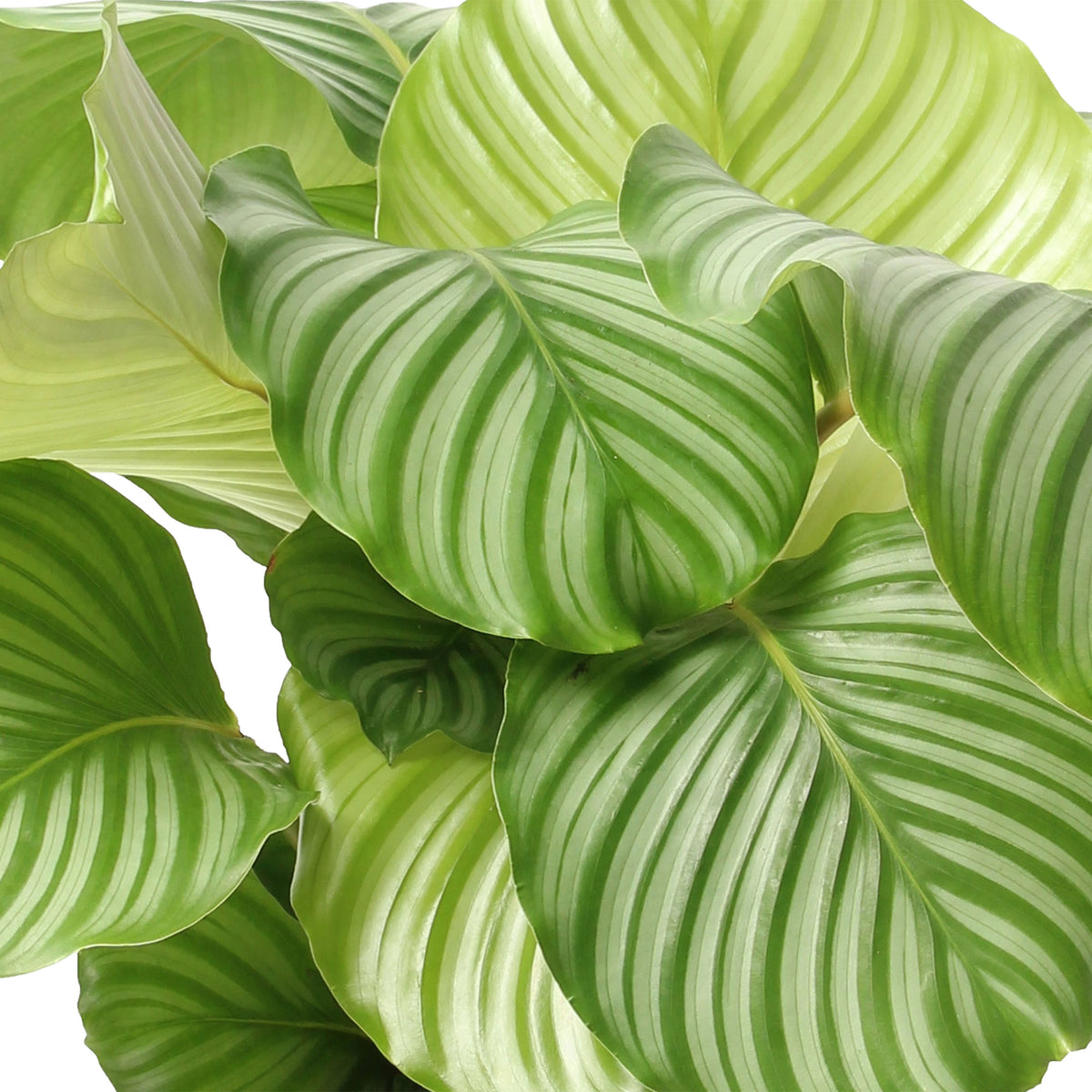 Prayer Plant Calathea orbifolia