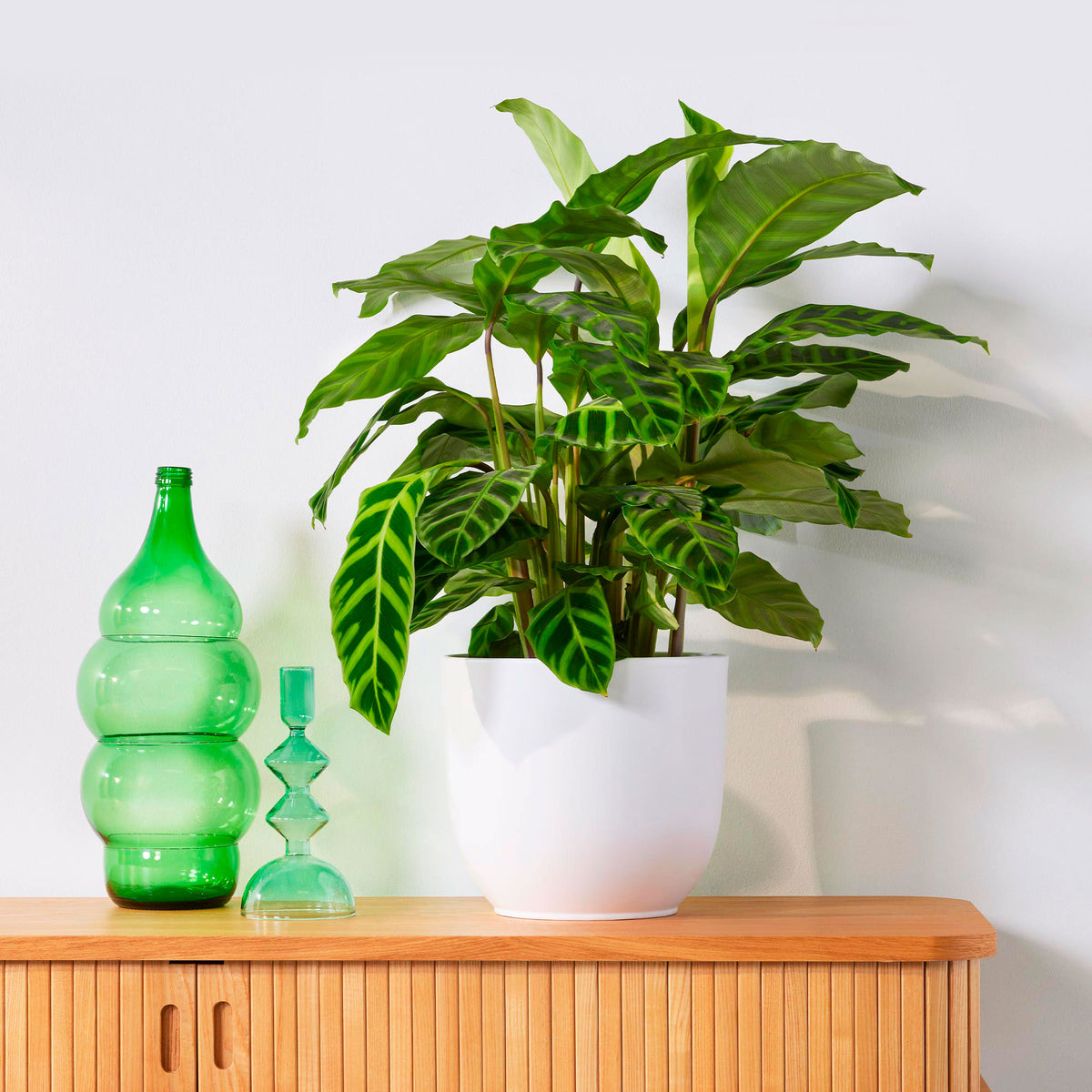 Zebra Plant Calathea zebrina