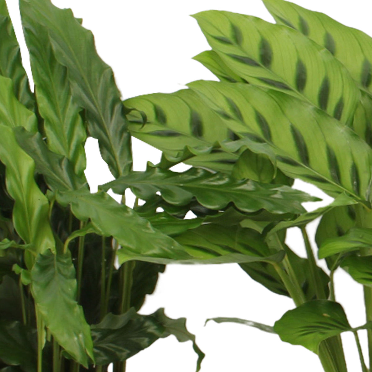 4x Prayer Plant Calathea - Mix Air-purifying plants