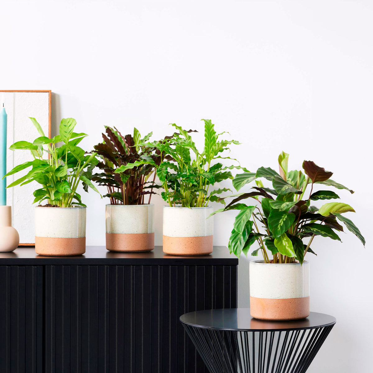 4x Prayer Plant Calathea - Mix Air-purifying plants