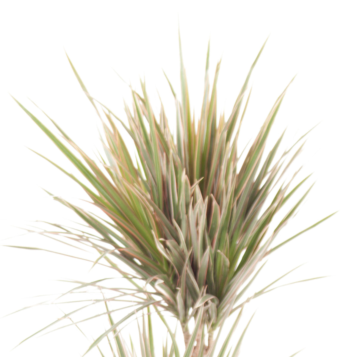 Dragon Tree Dracaena 'Bicolor'