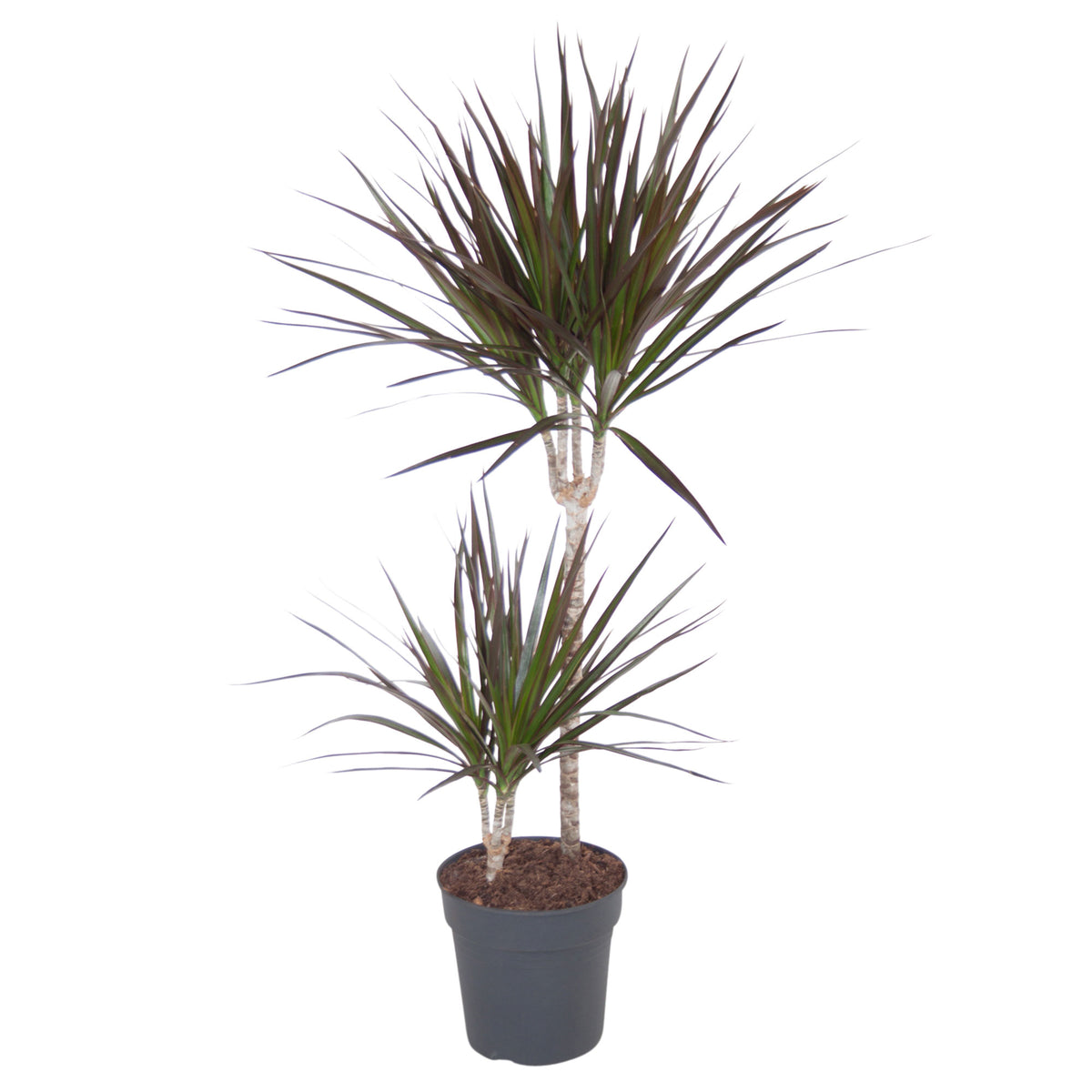 Dragon Tree Dracaena 'Magenta'