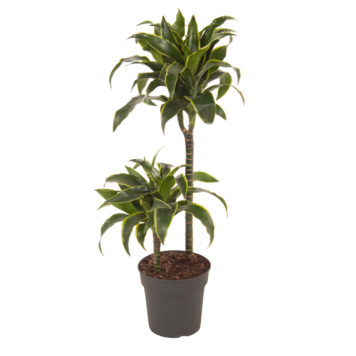 Dragon Tree Dracaena 'Dorado'
