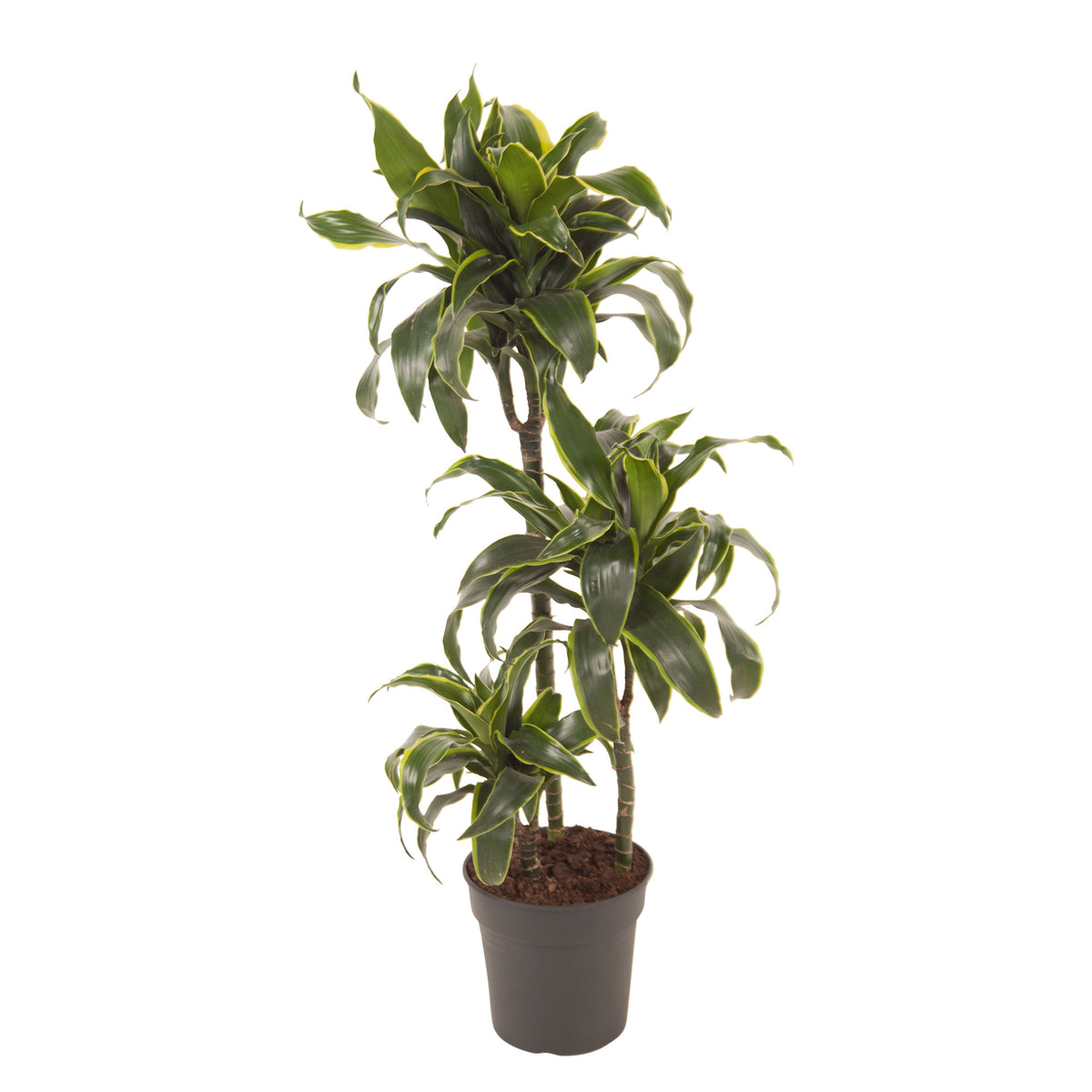 Dragon Tree Dracaena 'Dorado'