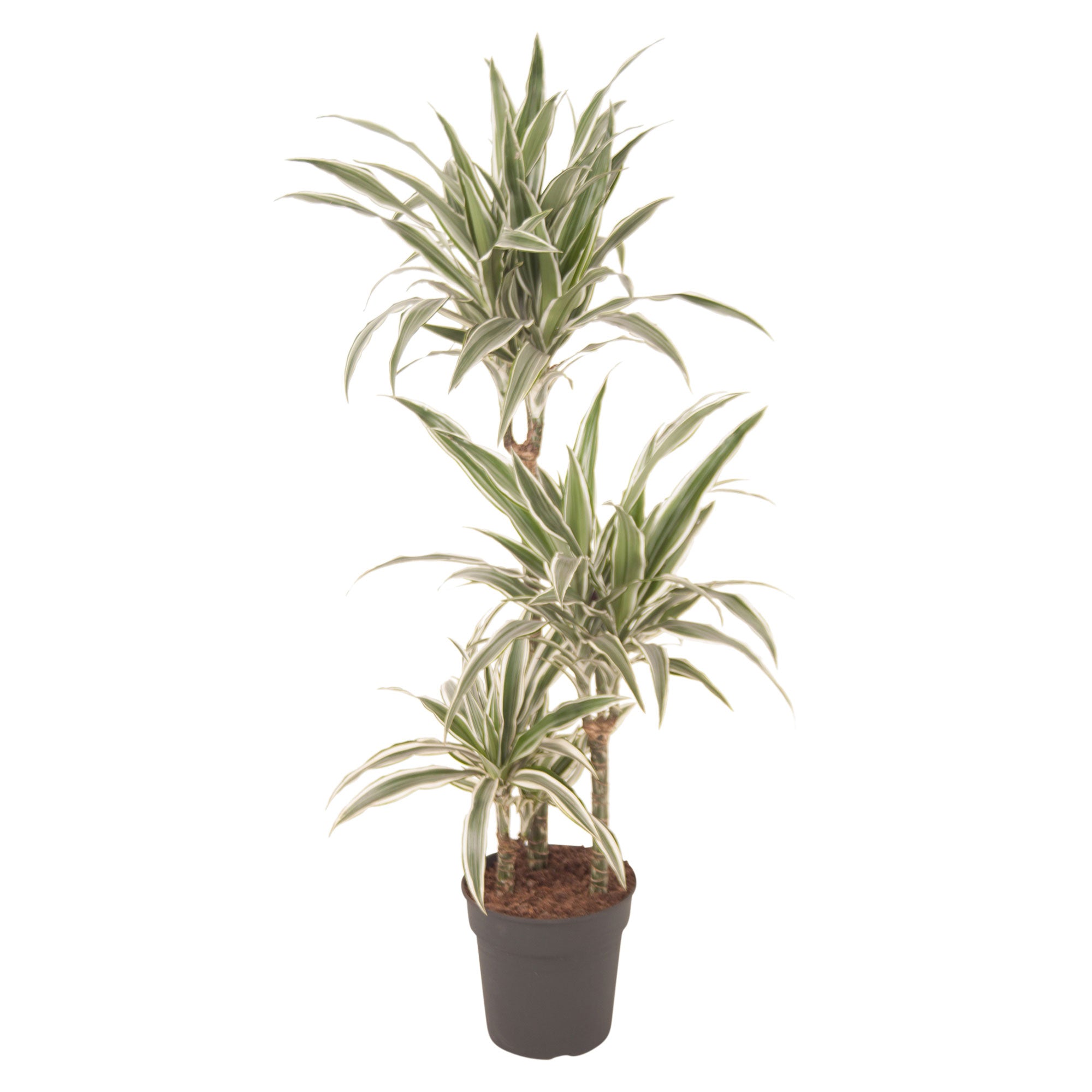 white striped dracaena Dragon Tree Dracaena 'White Stripe'