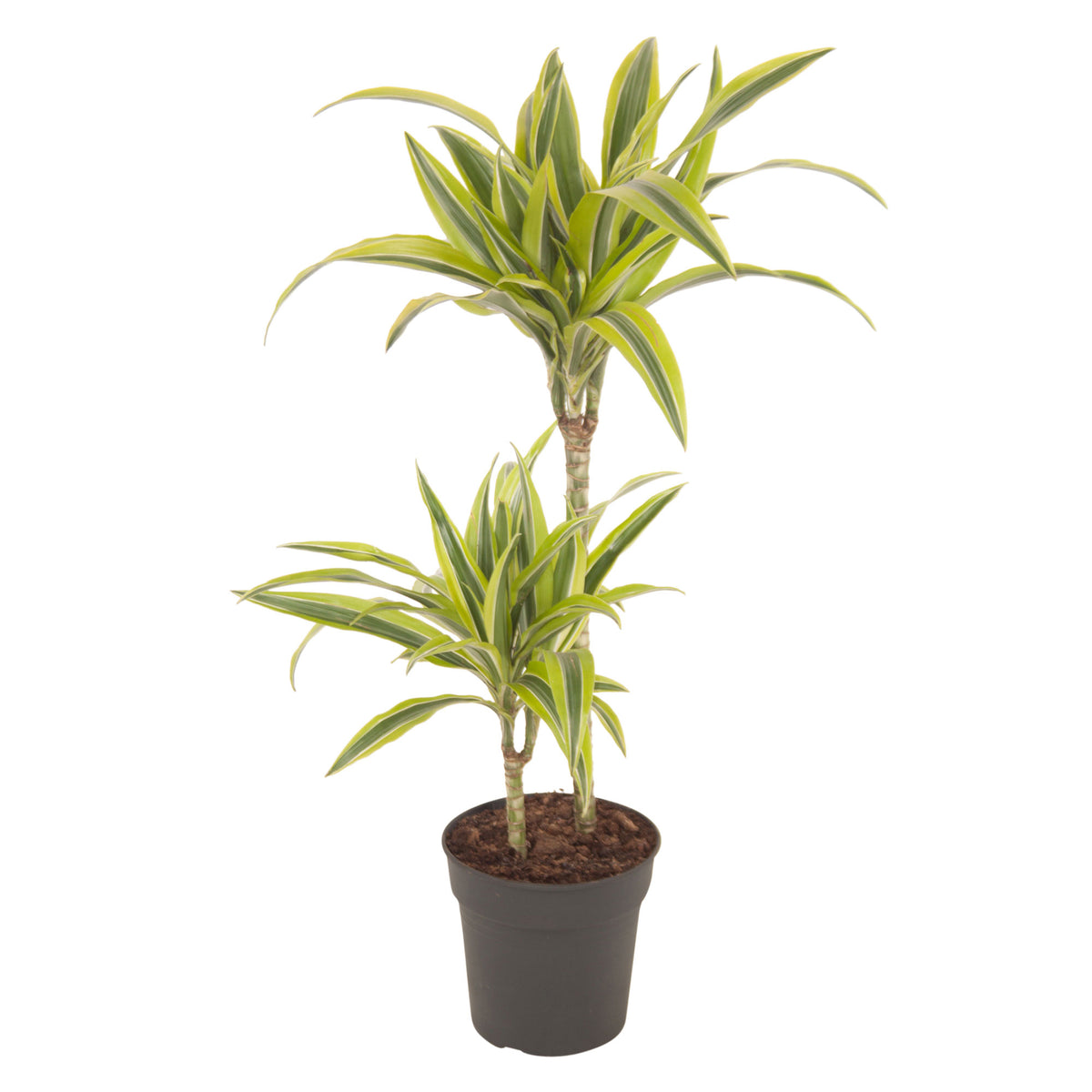 Dragon Tree Dracaena 'Lemon Lime'