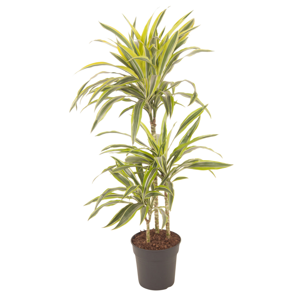 Dragon Tree Dracaena 'Lemon Lime'