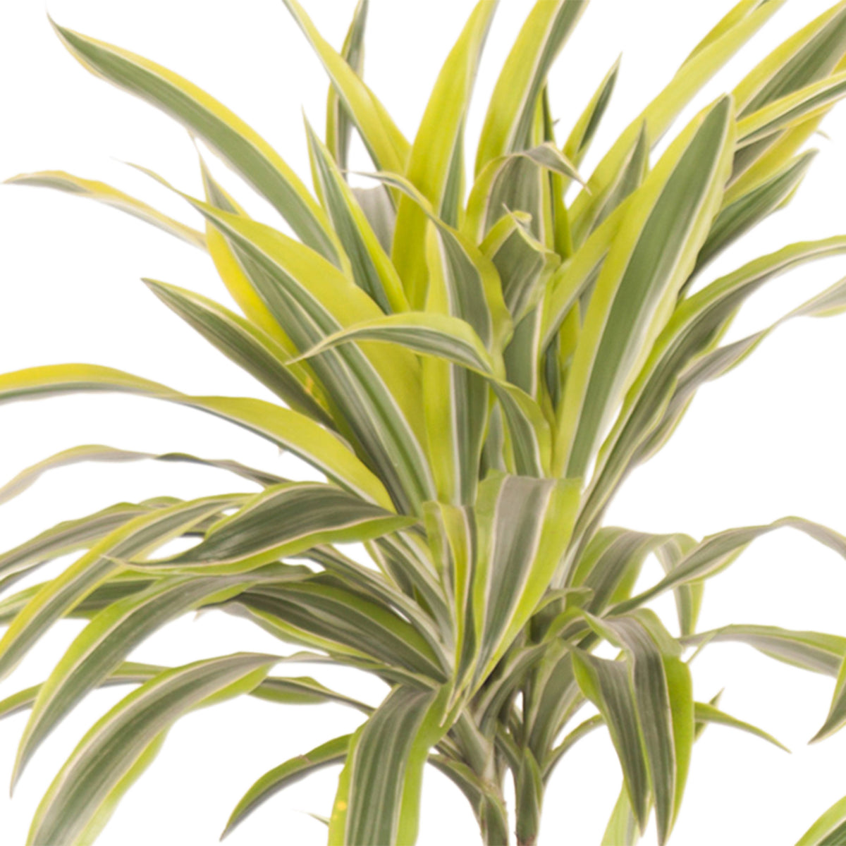 Dragon Tree Dracaena 'Lemon Lime'