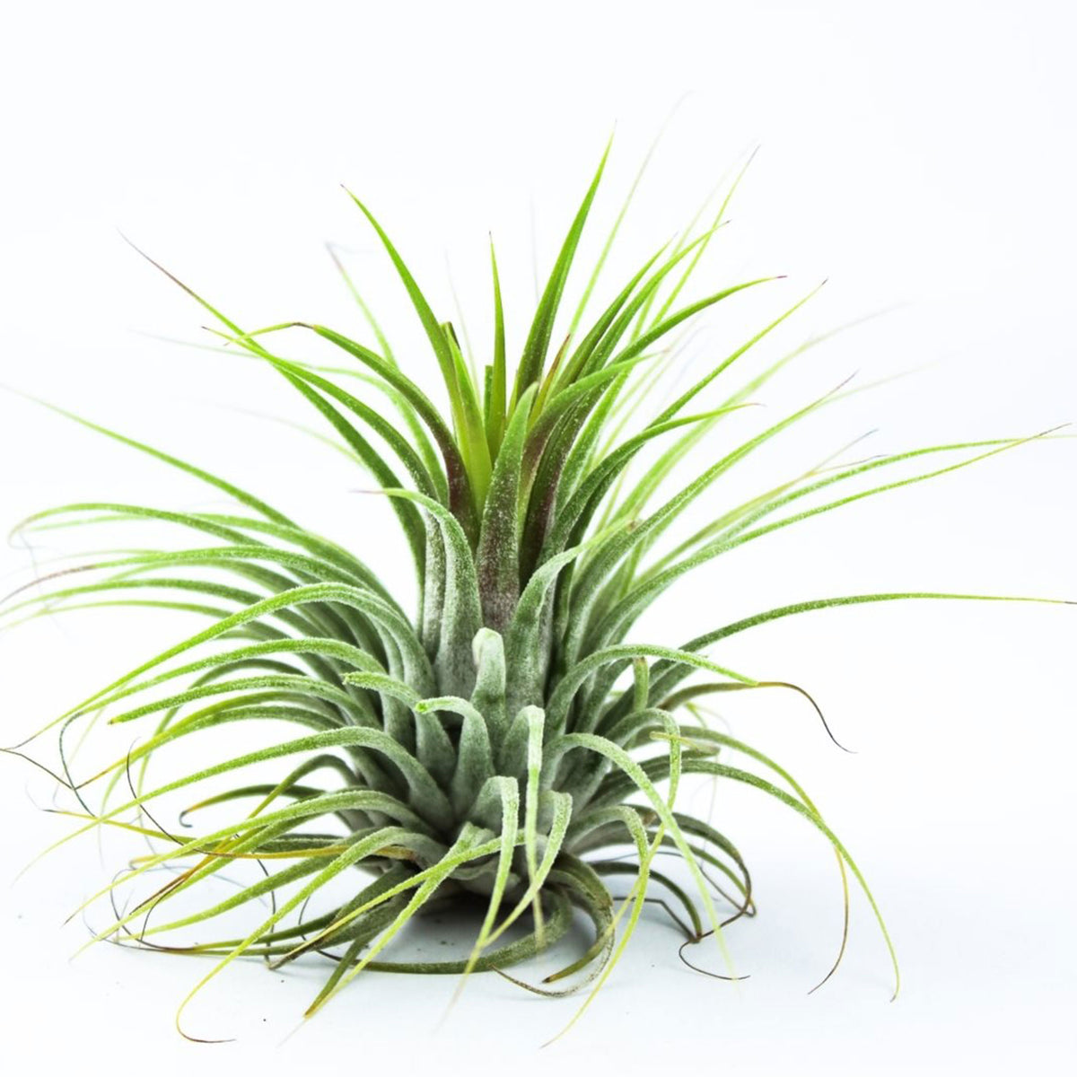 Bromelia Tillandsia 'Druid'