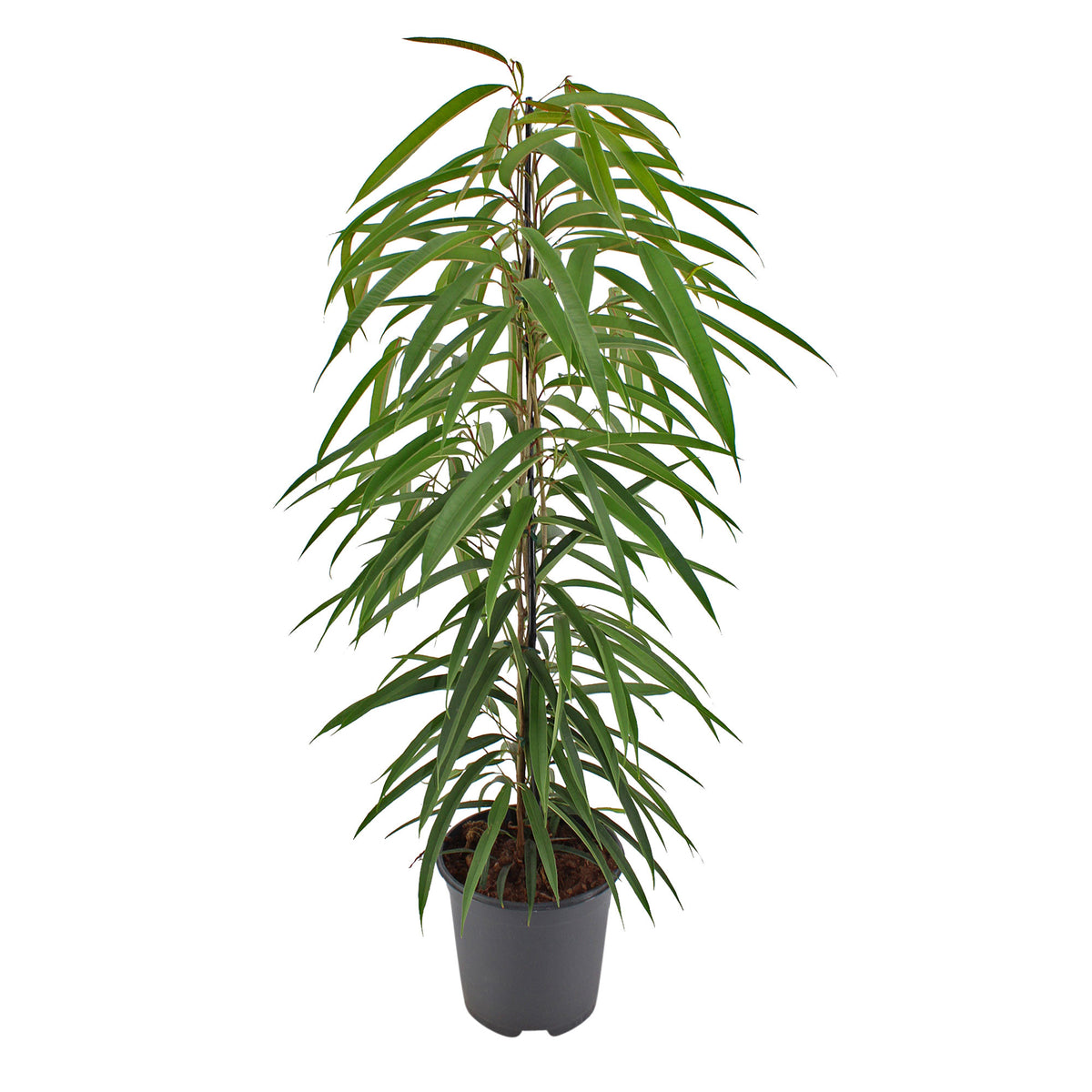 Ficus binnendijkii 'Alii'