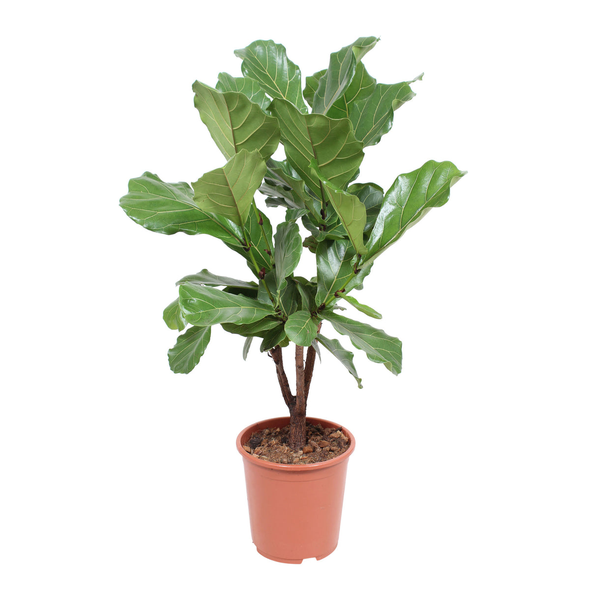 Fiddle Fig Leaf Ficus lyrata - branched