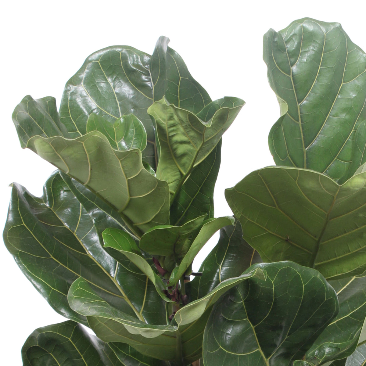 Fiddle Fig Leaf Ficus lyrata 'Warb'
