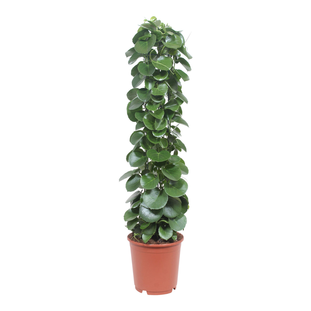 The Grape Ivy Plant Cissus rotundifolia