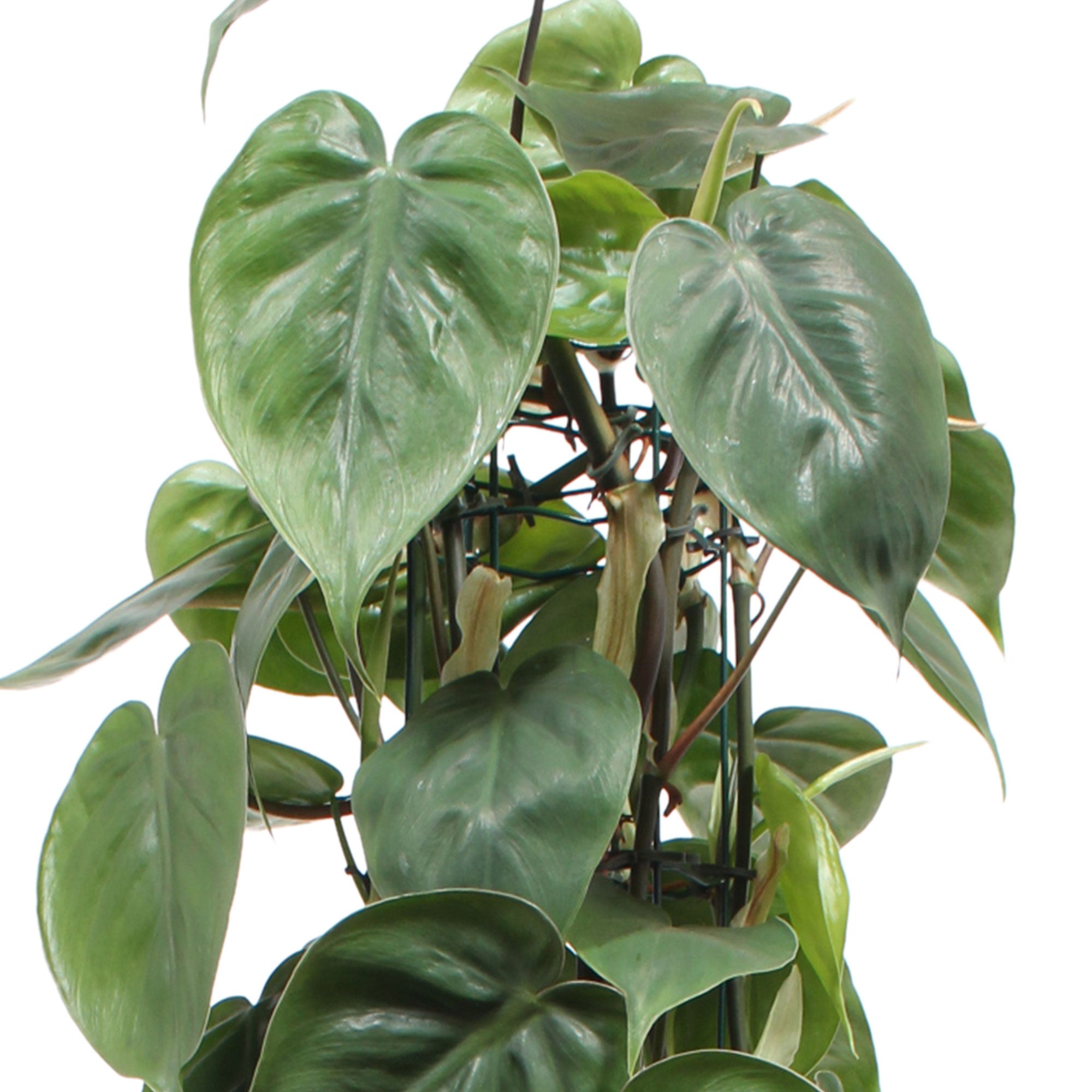 buy philodendron scandens uk Buy house plants now Philodendron scandens