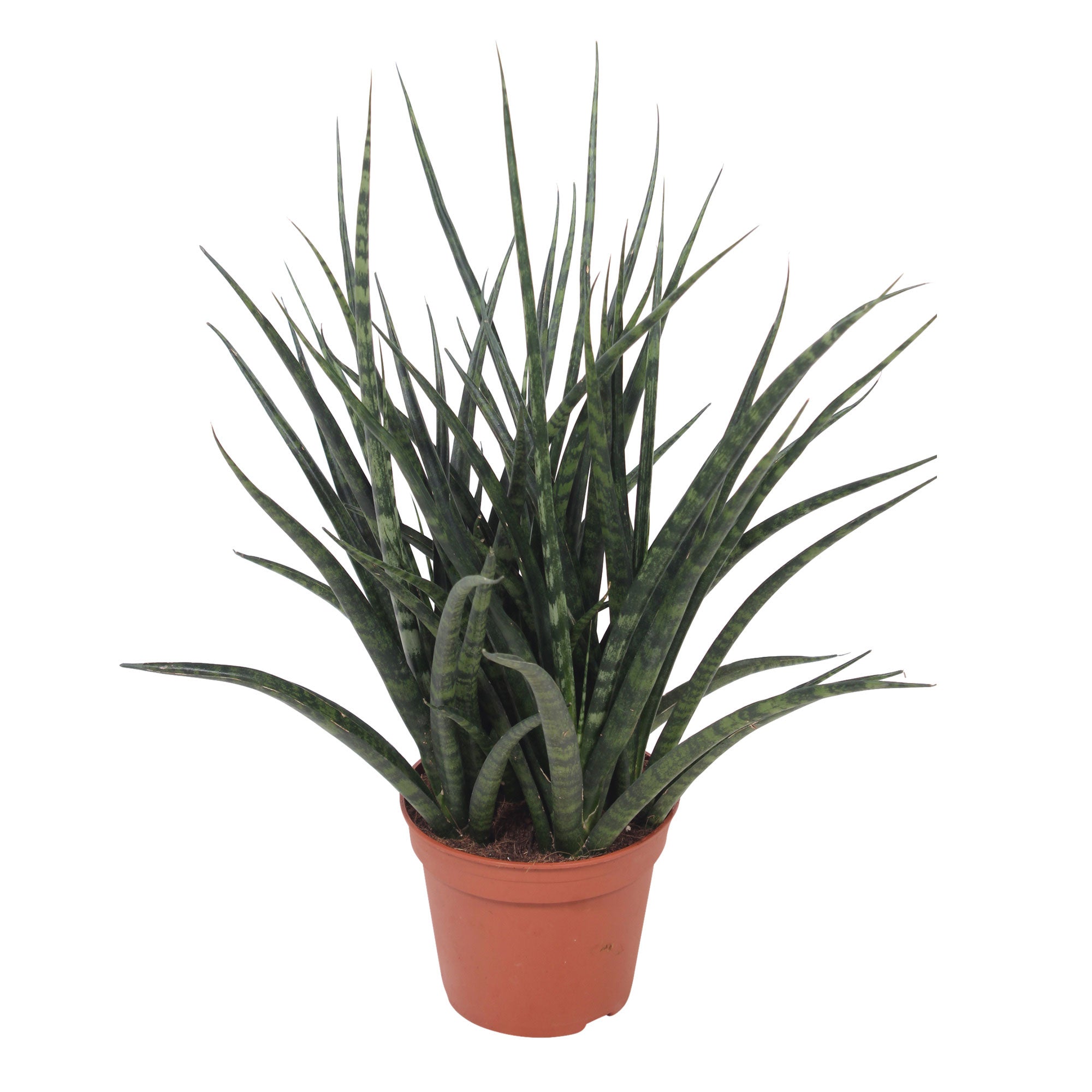 sansevieria fernwood punk care Buy house plants now Snake plant Sansevieria 'Fernwood Punk'