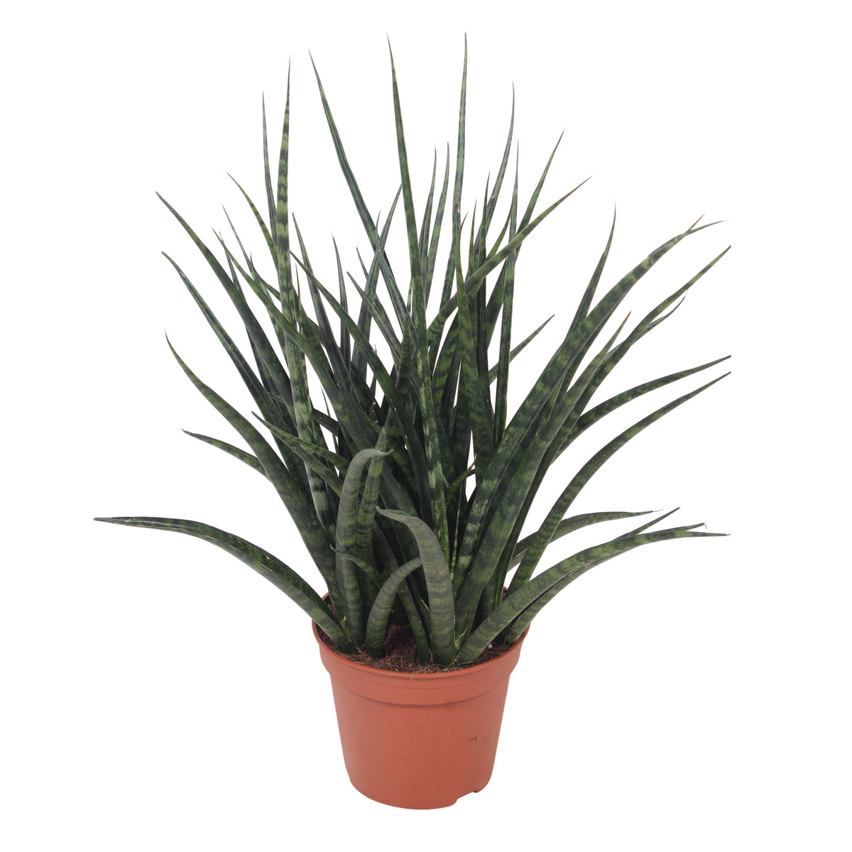 Snake plant Sansevieria 'Fernwood Punk'