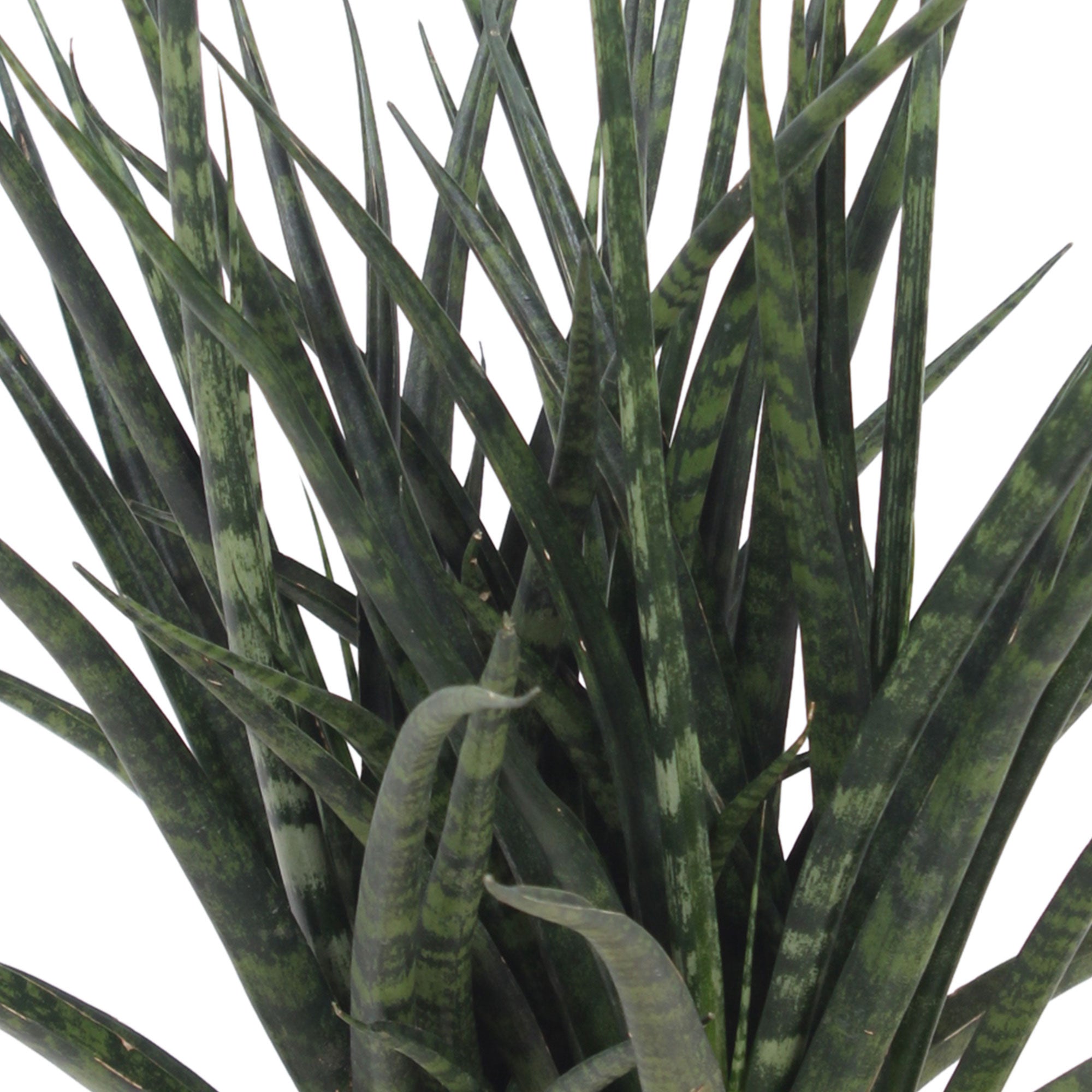 Buy house plants now Snake plant Sansevieria 'Fernwood Punk'