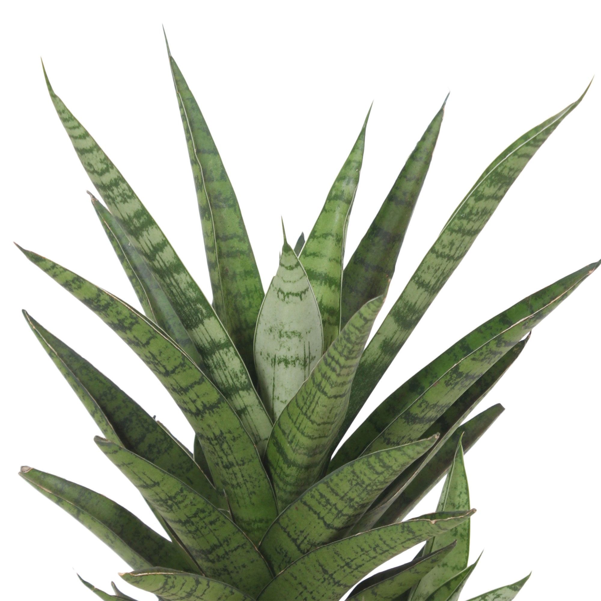 sansevieria tough lady Buy house plants now Snake plant Sansevieria 'Tough Lady'