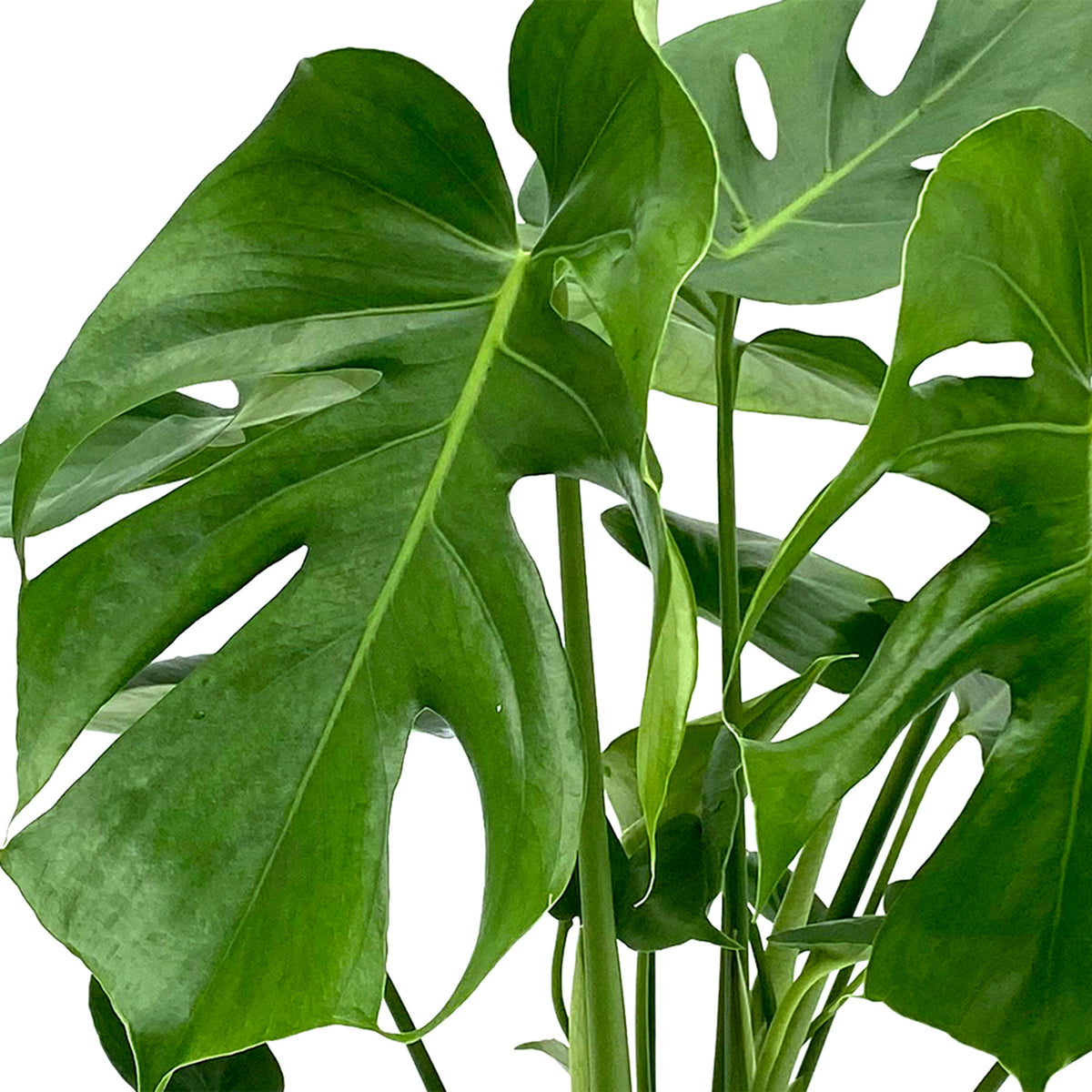 Swiss cheese plant Monstera deliciosa