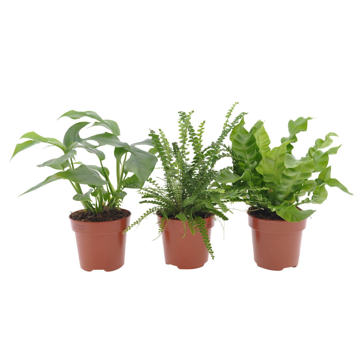 3x Bathroom plants - Mix